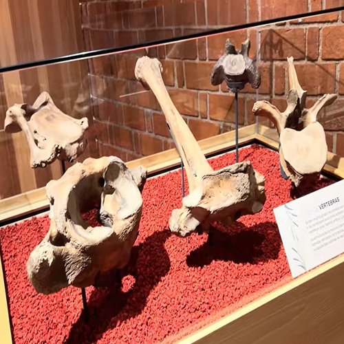 Vertebras de Mamut